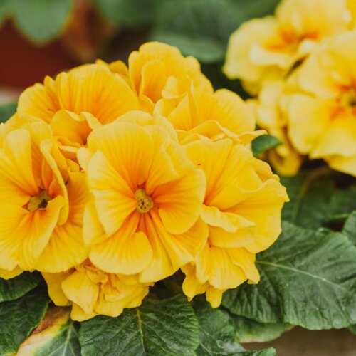 Co się odpowiada na Szczęść Boże