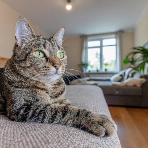 Kiedy należy zacząć podawać specjalistyczną karmę dla kotów sterylizowanych?