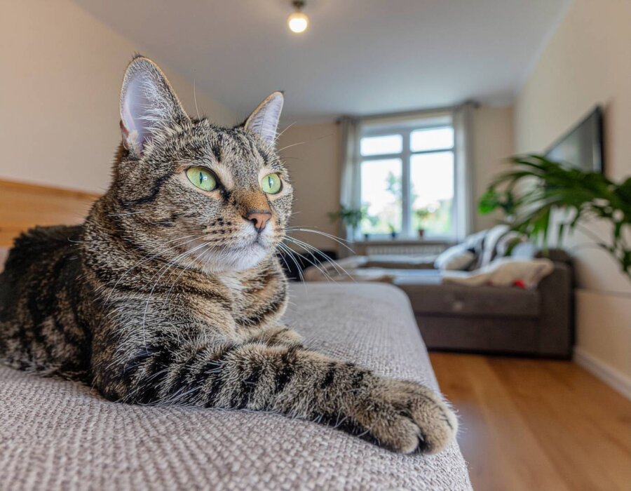 Kiedy należy zacząć podawać specjalistyczną karmę dla kotów sterylizowanych?